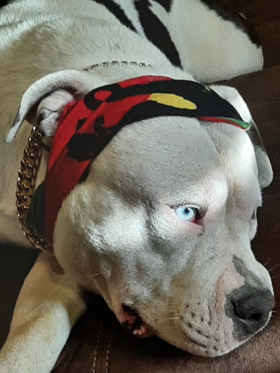 Figo - Gabby's Friend